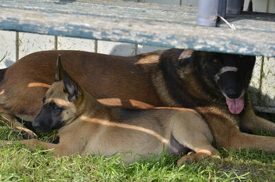 Laika met Kira als pup erbij